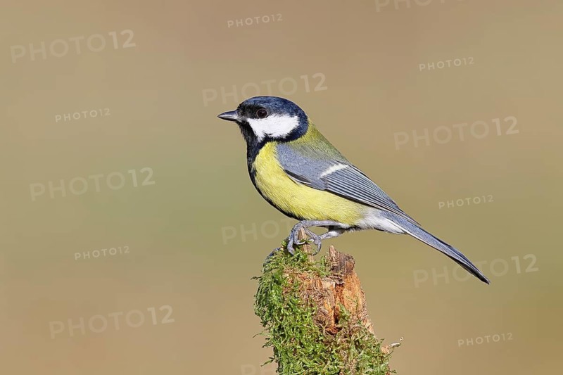 Great Tit (Parus major), male perched on a branch covered in moss and lichen, wildlife, animals, birds, tits, Wilnsdorf, North Rhine-Westphalia, Germany