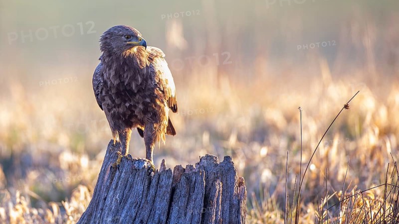 Lesser Spotted Eagle (Clanga pomarina), Mecklenburg-Western Pomerania, Germany