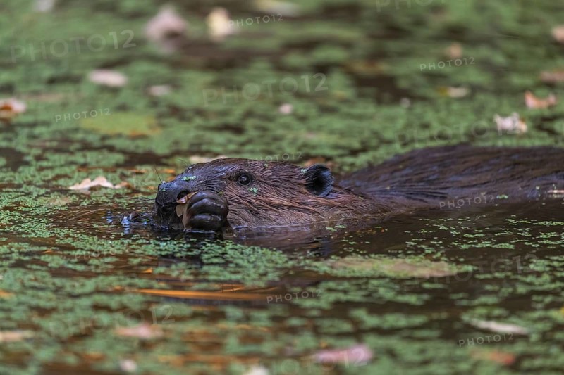 One North American beaver or Canadian beaver, Castor canadensis, swimming through a pond covered with green Lemna minor, the common duckweed
