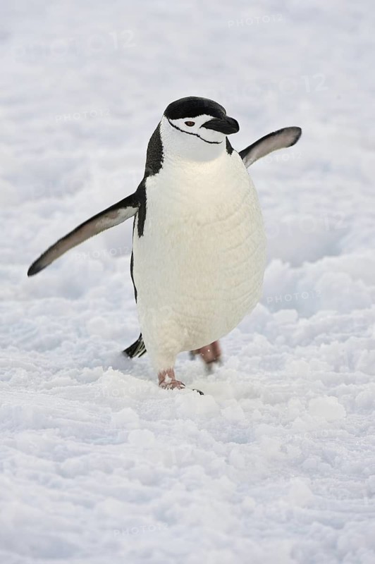 Chinstrap Penguin (Pygoscelis antarcticus), Antarctica