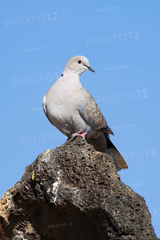 A Eurasian collared dove (Streptopelia decaocto) perched on a stone, Fuerteventura, Canary Islands, Spain