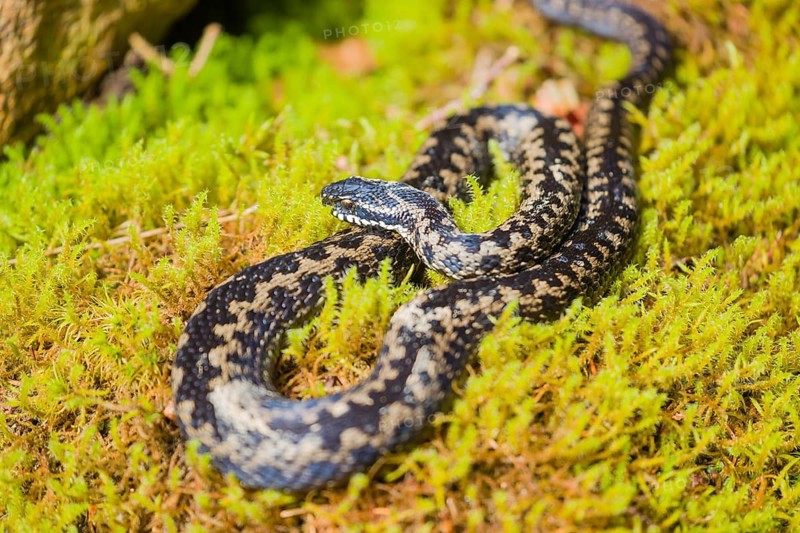 One Vipera berus, the common European adder or common European viper, rests on moss in bright sunlight to warm up