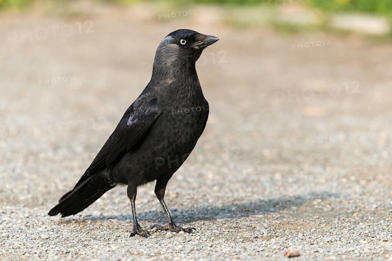 Corvus monedula, jackdaw, birds, corvidae family of birds, passeri, corvids, songbirds, birds