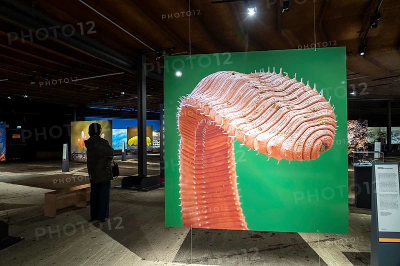 New exhibition at Gasometer Oberhausen, Mythos Wald, on 3 levels and with several thematic chapters, the exhibition shows the diversity of the world's forests with pictures, videos and exhibits, North Rhine-Westphalia, Germany