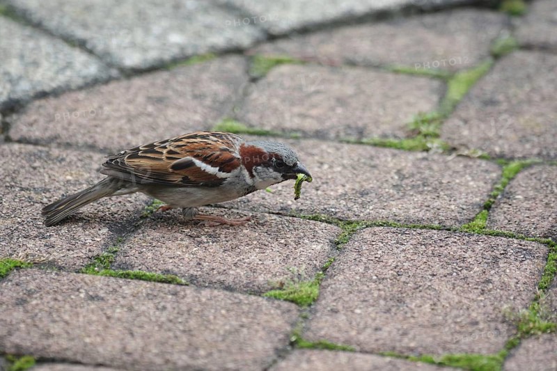 House sparrow (Passer domesticus), male, box tree moth (Cydalima perspectalis), caterpillar, North Rhine-Westphalia, Germany, the sparrow has a box tree moth caterpillar in its beak