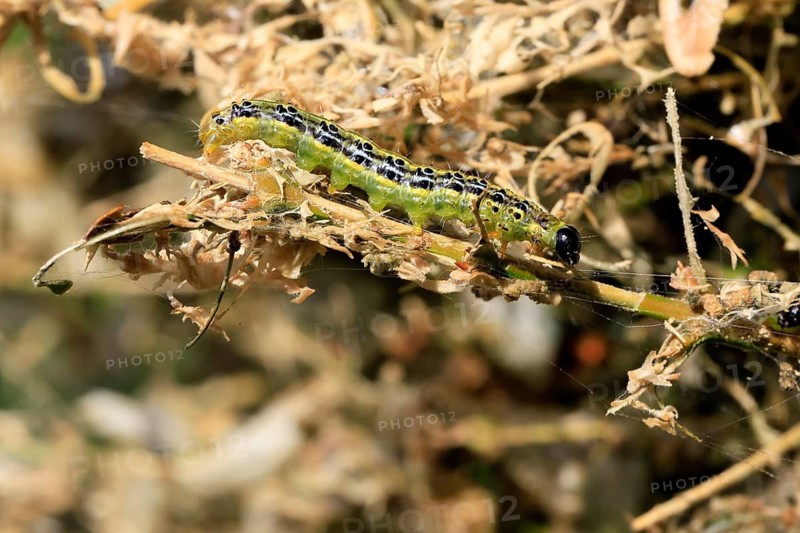 Box tree moth (Cydalima perspectalis), caterpillar, feeding on boxwood, clear feeding, Ellerstadt, Rhineland Palatinate, Germany