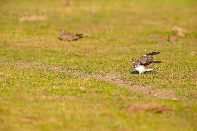 White-bellied Nightjar (Podager nacunda) Pantanal Brazil