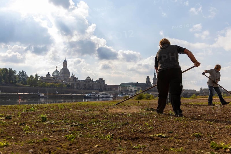 Employees of the company Garten- und Landschaftsbau Kohut from Elstra, restore the Elbe meadows after clearing the demolition site of the collapsed Carola Bridge, Dresden, Saxony, Germany