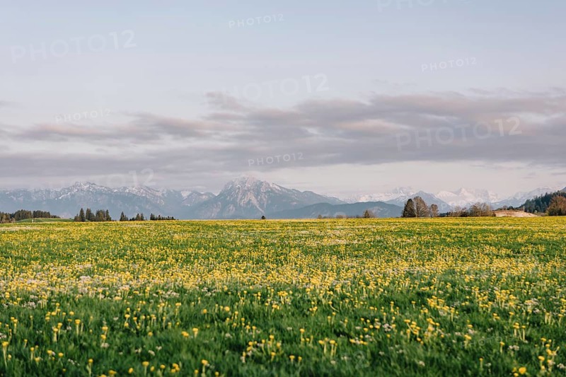 Dandelion in the Allgäu in front of the Alps and their beautiful mountains in Bavaria, Germany