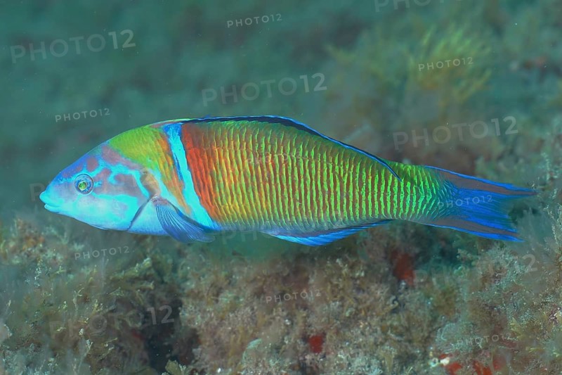Sea peacock (Thalassoma pavo)