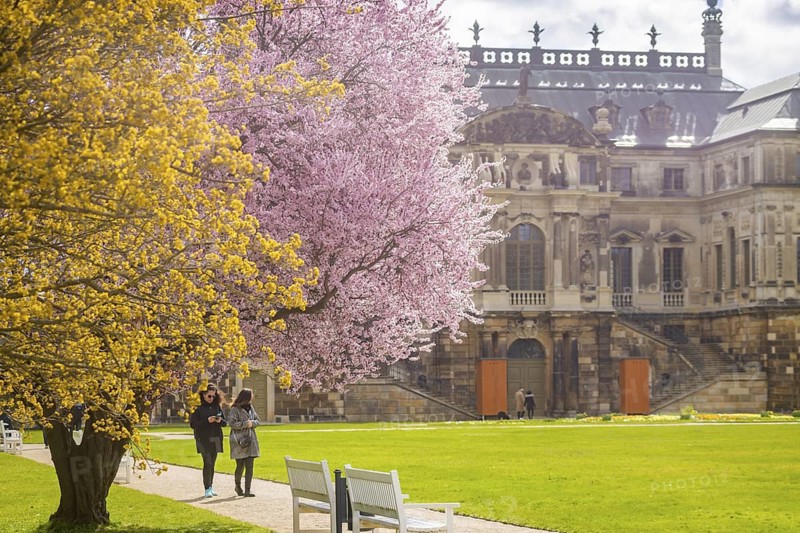 Blossoming tree at the palace in the Great Garden, Dresden, Saxony, Germany