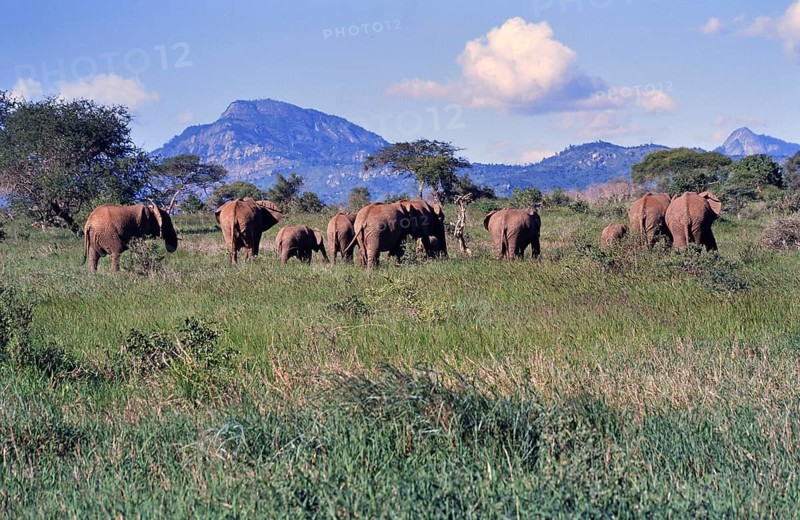 A herd of African elephants (Loxodonta africana) in the savannah of Tsavo National Park against a mountainous backdrop, Tsavo National Park, Kenya