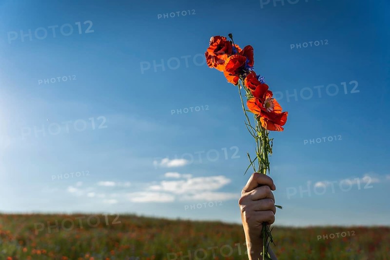 A woman's hand holds a woven bundle of red field poppies (Papaver rhoeas) in a field against a blue sky