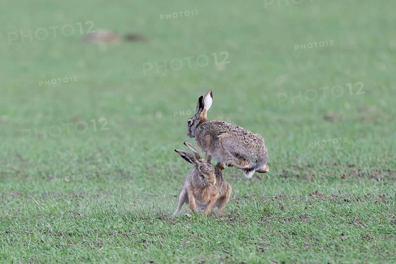 European hare (Lepus europaeus) mating season, so-called gathering time, hares fighting with each other, Lower Austria, Austria
