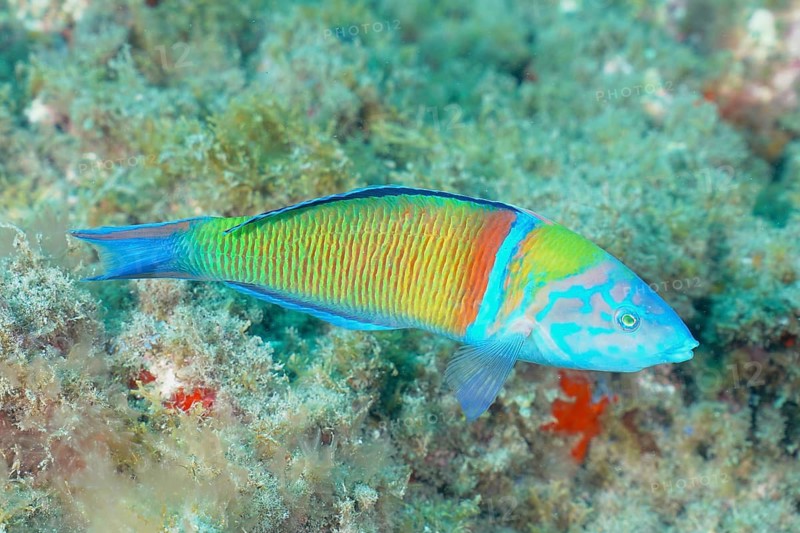 Sea peacock (Thalassoma pavo)
