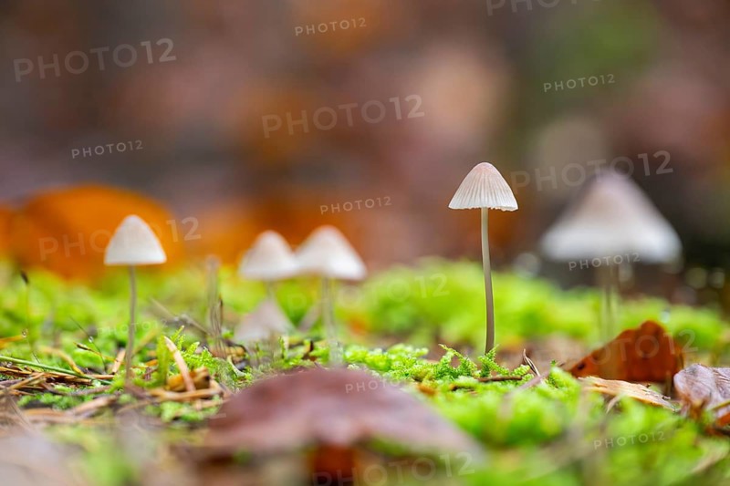 Milky mycena (Mycena galopus) mushroom in a forest in autumn, Bavaria, Germany