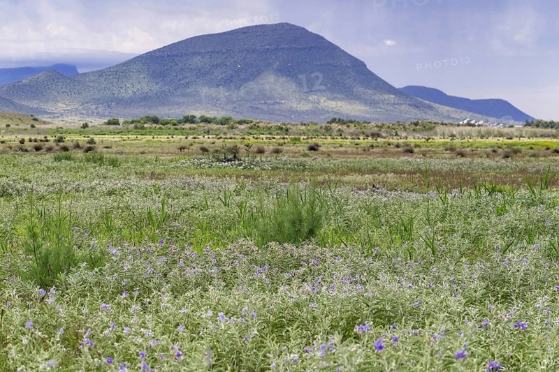 Landscape in the Camdeboo National Park in the Karoo near the town Graaff-Reinet, Eastern Cape, South Africa
