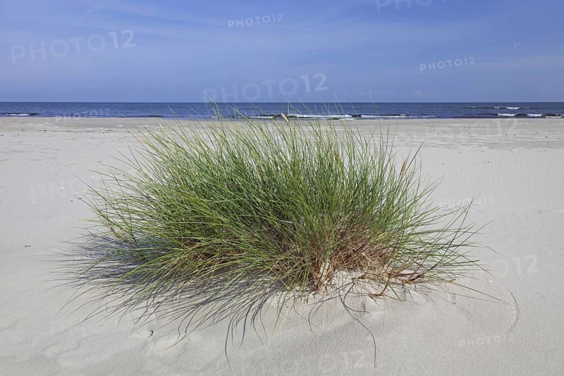 European marram grass (Ammophila arenaria), European beachgrass in the dunes in summer