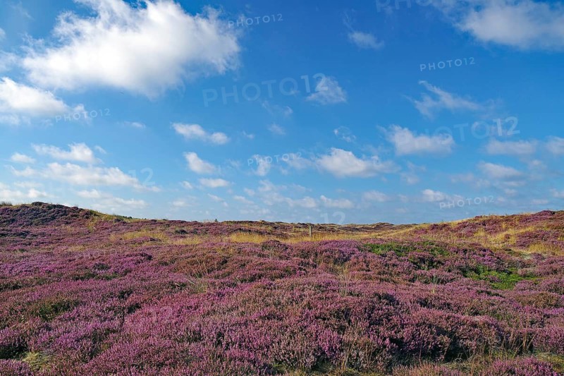 Wide heath area with purple plants under a blue sky, North Sea, Fanö, North Jutland, Jutland, Denmark