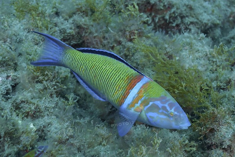 Sea peacock (Thalassoma pavo)