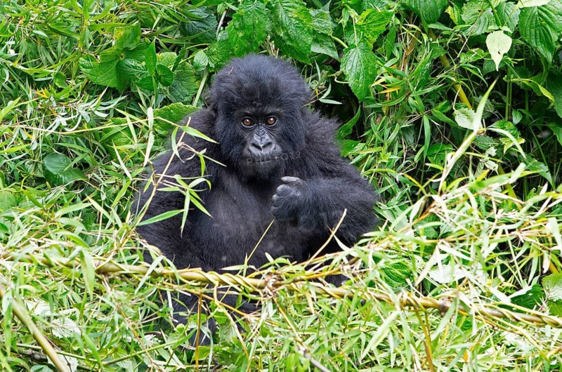 Mountain gorilla (Gorilla beringei beringei), juvenile, member of the Agashya family, Virunga Volcanic Mountains, Parc National des Volcans, Volcanoes National Park, Rwanda