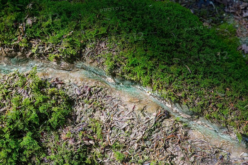 Natural phenomenon in the forest, stone channel of Roschlaub, Scheßlitz, Upper Franconia, Bavaria, Germany