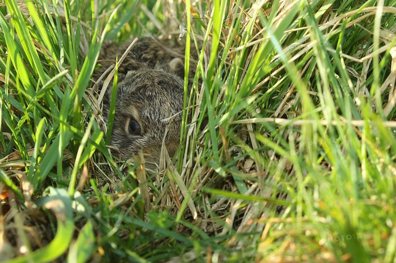European hare (Lepus europaeus) few days old young animal in high grass, Lower Austria, Austria