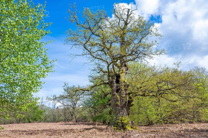 Old English oak (Quercus robur), hut oak, in spring, Sababurg primeval forest, Hesse, Germany