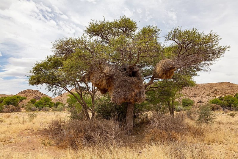 Tree with community nest of settler weavers (Philetairus socius), Namibia