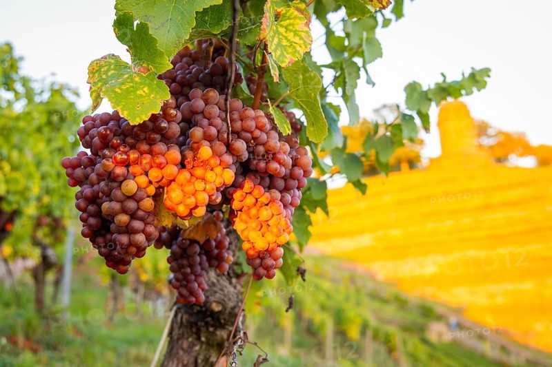 Goldener Wagen is a vineyard immediately north of Hoflößnitz, in the Oberlößnitz district of the Saxon town of Radebeul, as well as a cultural monument. The original state vineyard can be found at Am Goldenen Wagen, west of the Spitzhaus staircase. The vineyard is named after the Radebeuler Goldener Wagen, which forms the easternmost of the three Radebeuler individual layers within the large Radebeuler Lößnitz vineyard, Radebeul, Saxony, Germany