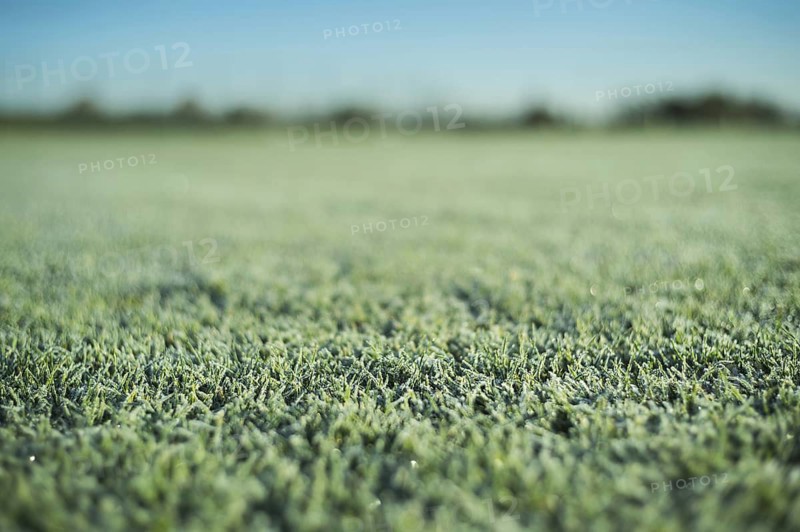 Frozen grass on the football pitch