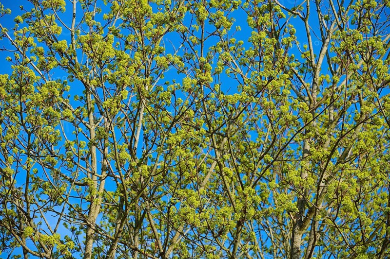 Dense treetop with fresh leaves against a blue sky, maple, Middle Franconia, Bavaria, Germany