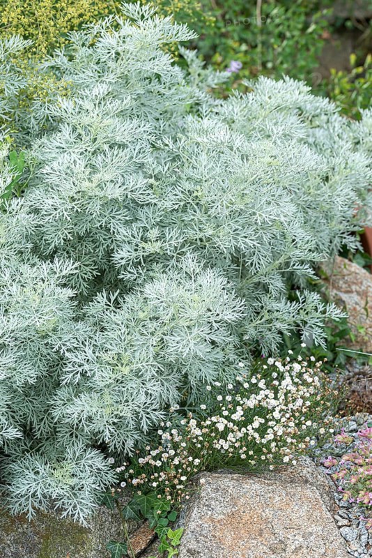 Absinthe (Artemisia 'Powis Castle')
