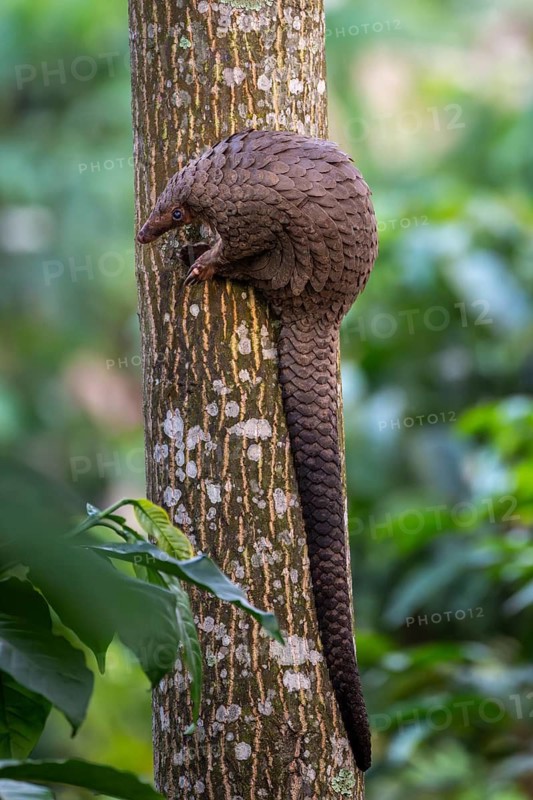 Pangolin climbing a tree, white-bellied pangolin (Phataginus tricuspis, Manis tricuspis), Western Region, Pangolin Rescue Center, Uganda