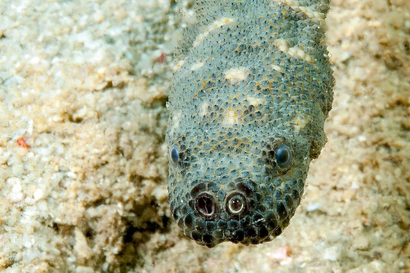 Close-up of head of Acrochordus granulatus (Acrochordus granulatus) sea snake Water snake with large nostrils, Pacific Ocean, Philippine Sea, Moalboal, Cebu, Philippines