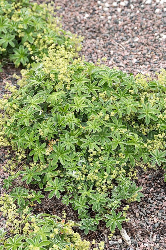 Alpine lady's-mantle (Alchemilla alpina)