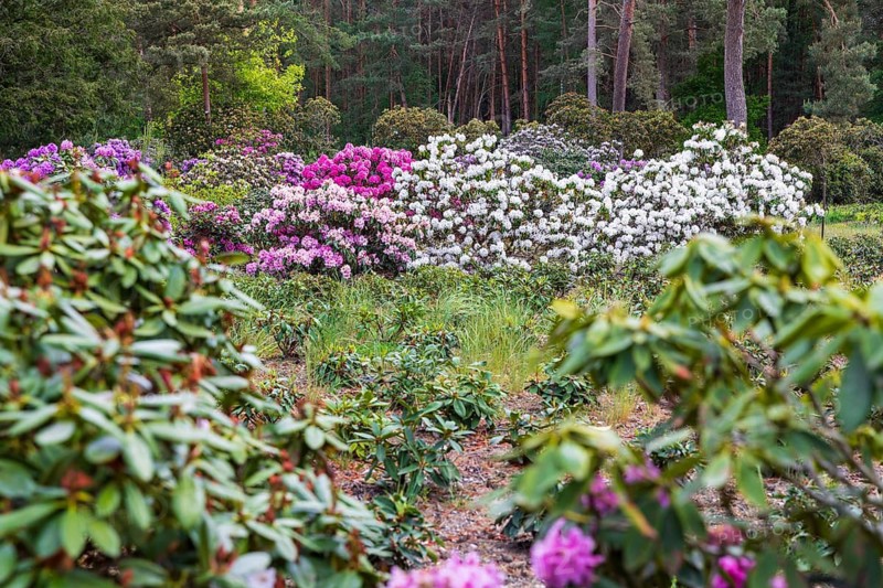 Rhododendron blossom in the historic nursery of the Seidel family, Grüngräbchen, Schwepnitz, Saxony, Germany