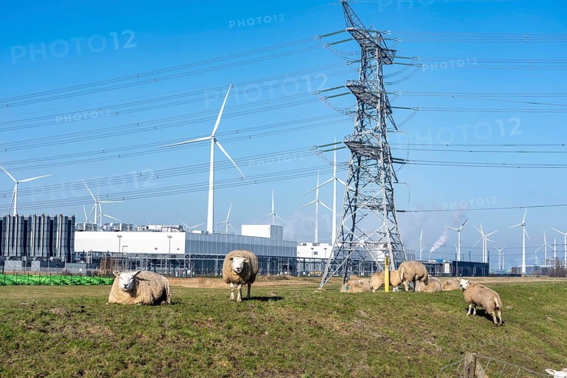 Sheep on a dike in front of the Google data center, server cooling towers, data center in Eemshaven, artificial intelligence, on over 44 hectares, is being expanded, powered by electricity from renewable energies, wind power, Eemshaven, the Netherlands