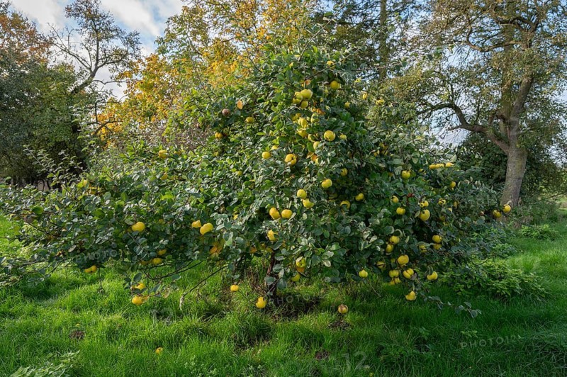 Quince tree (Cydonia oblonga) with ripe fruit in an orchard, Mecklenburg-Western Pomerania, Germany