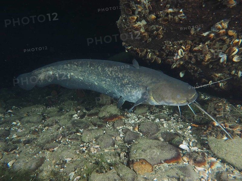 A catfish (Silurus glanis), Waller, swims under water next to rocks with mussels. Dive site Zollbrücke, Rheinau, Canton Zurich, Rhine, High Rhine, Switzerland, Germany