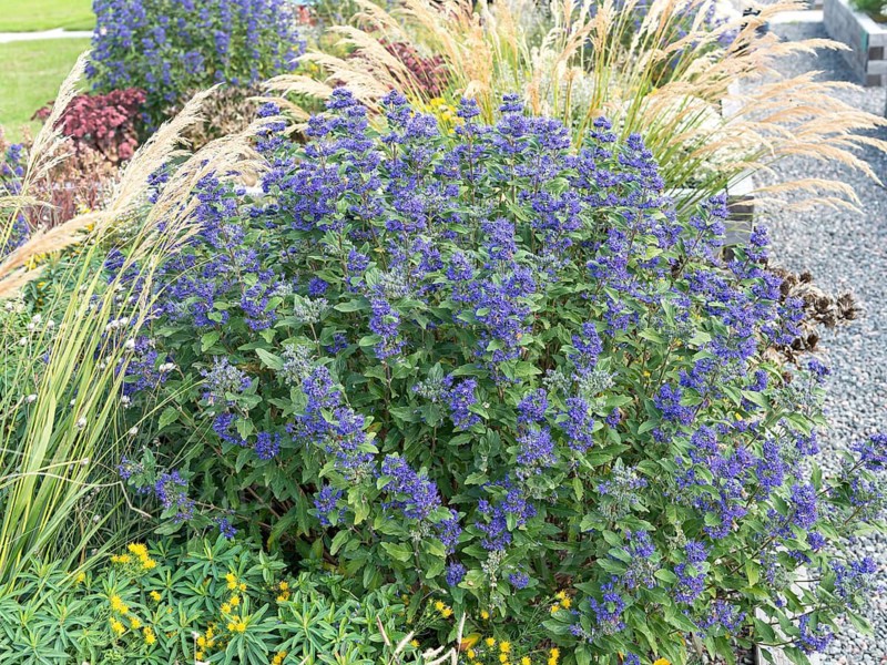 Beard flower (Caryopteris × clandonensis GRAND BLEU)