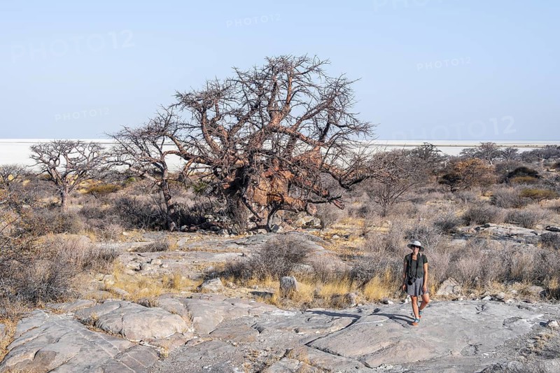 African baobab or baobab tree (Adansonia digitata), arid landscape, Kubu Island (Lekubu), Sowa Pan, Makgadikgadi salt pans, Botswana