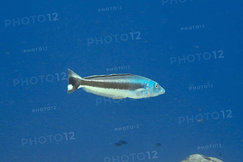 A blue-headed torpedo perch (Malacanthus latovittatus) swimming in the middle of the sea water, dive site Toyapakeh, Nusa Ceningan, Nusa Penida, Bali, Indonesia