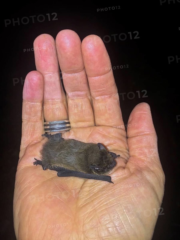 Zwergfledermaus (Pipistrellus pipistrellus) in der Hand einer Biologin, Baden-Württemberg, Deutschland