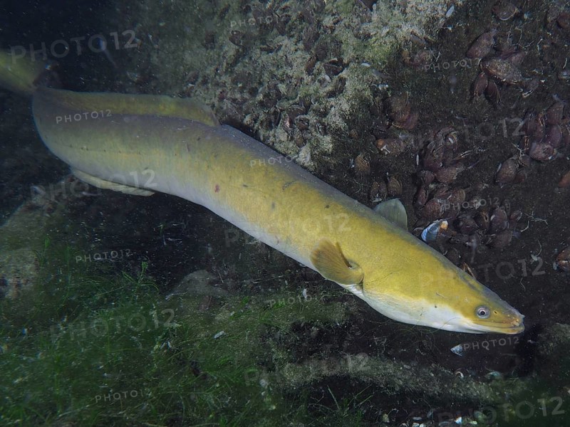 European eel (Anguilla anguilla) gliding along a rock at night, dive site Klosterinsel, Rheinau, Canton Zurich, Rhine, High Rhine, Switzerland, Germany
