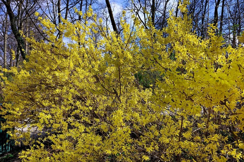 Forsythia, garden forsythia, golden lilac, golden bell (Forsythia x initermedia)