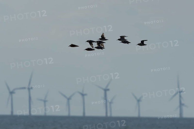 Red knot (Calidris canutus) adult wading birds in flight with wind turbines of an off shore windfarm in the background, Norfolk, England, United Kingdom