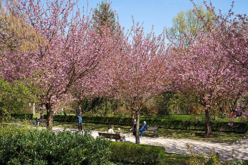 Japanese flowering cherry (Prunus serrulata), cherry blossom avenue, avenue with flowering trees and people, Rombergpark, Dortmund, North Rhine-Westphalia, Germany