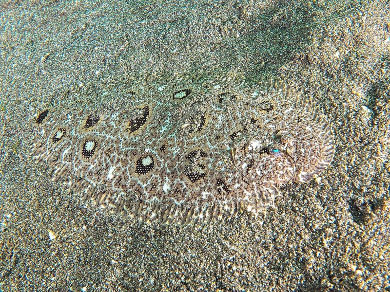 A camouflaged flounder, Angler-Butt (Asterorhombus fijiensis), on a sandy seabed, dive site Secret Bay, Gilimanuk, Bali, Indonesia