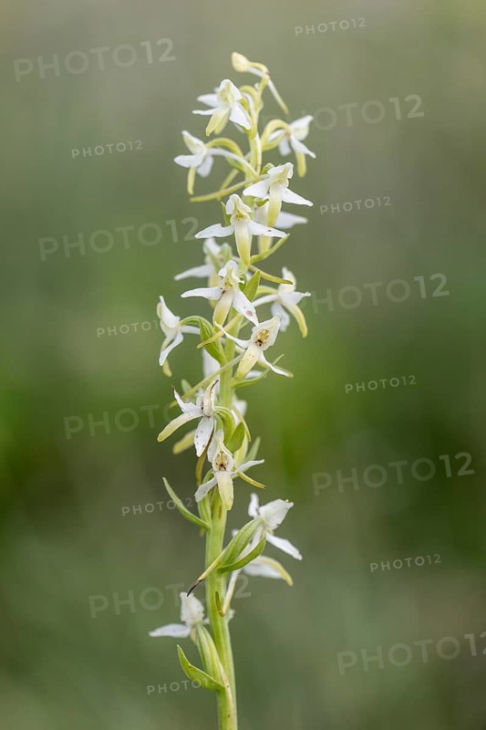 Lesser butterfly-orchid (Platanthera bifolia), Emsland, Lower Saxony, Germany